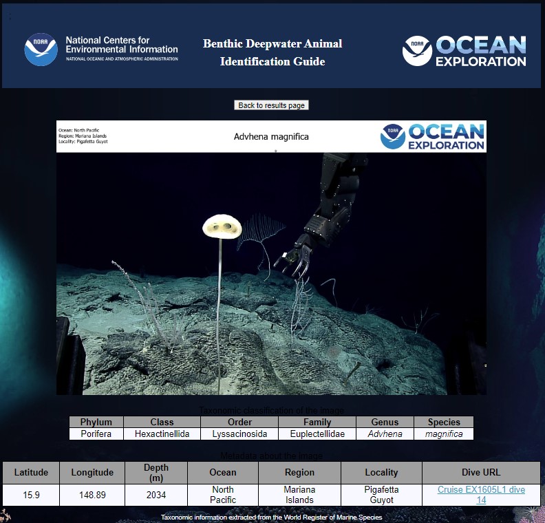 Example of an image in the Benthic Deepwater Animal Identification Guide user interface