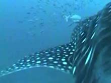 Whale Shark video grab