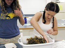 Girl Scouts learn about invertebrates during a laboratory session.