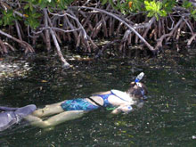 A Girl Scouts snorkeling among the mangroves.