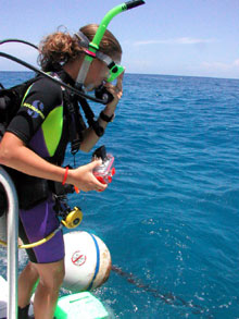 SCUBA diving is a daily activity.