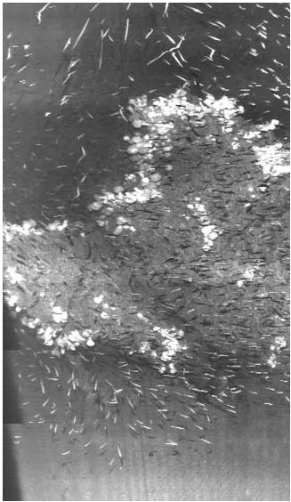 Laser line scan image of fish