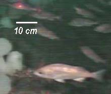 rockfishes and bocaccio as seen from an ROV