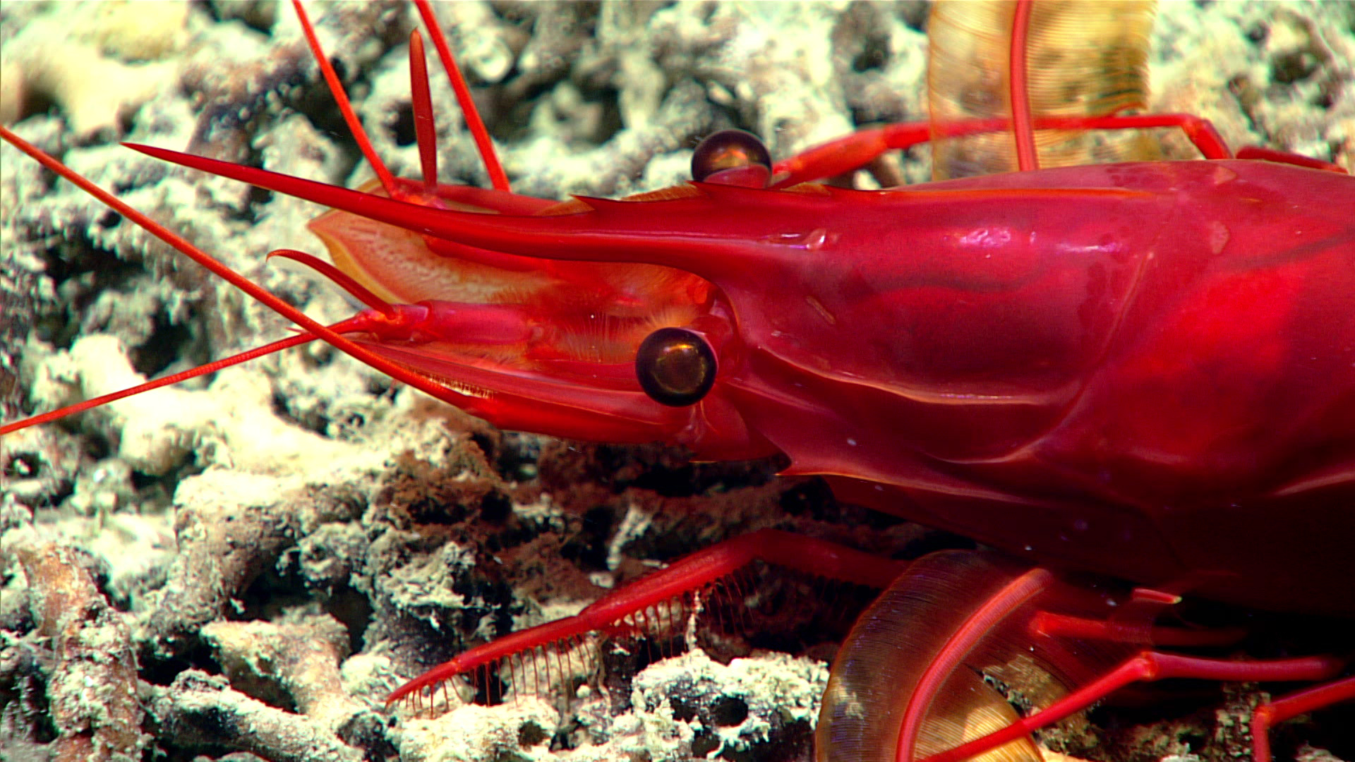A close look at a beautifully colored red shrimp. The shrimp measured nearly 20 centimeters (7.9 inches) long and had modified swimming legs. It was seen during a dive off the coast of South Carolina on a site dubbed 'Richardson Ridge.'