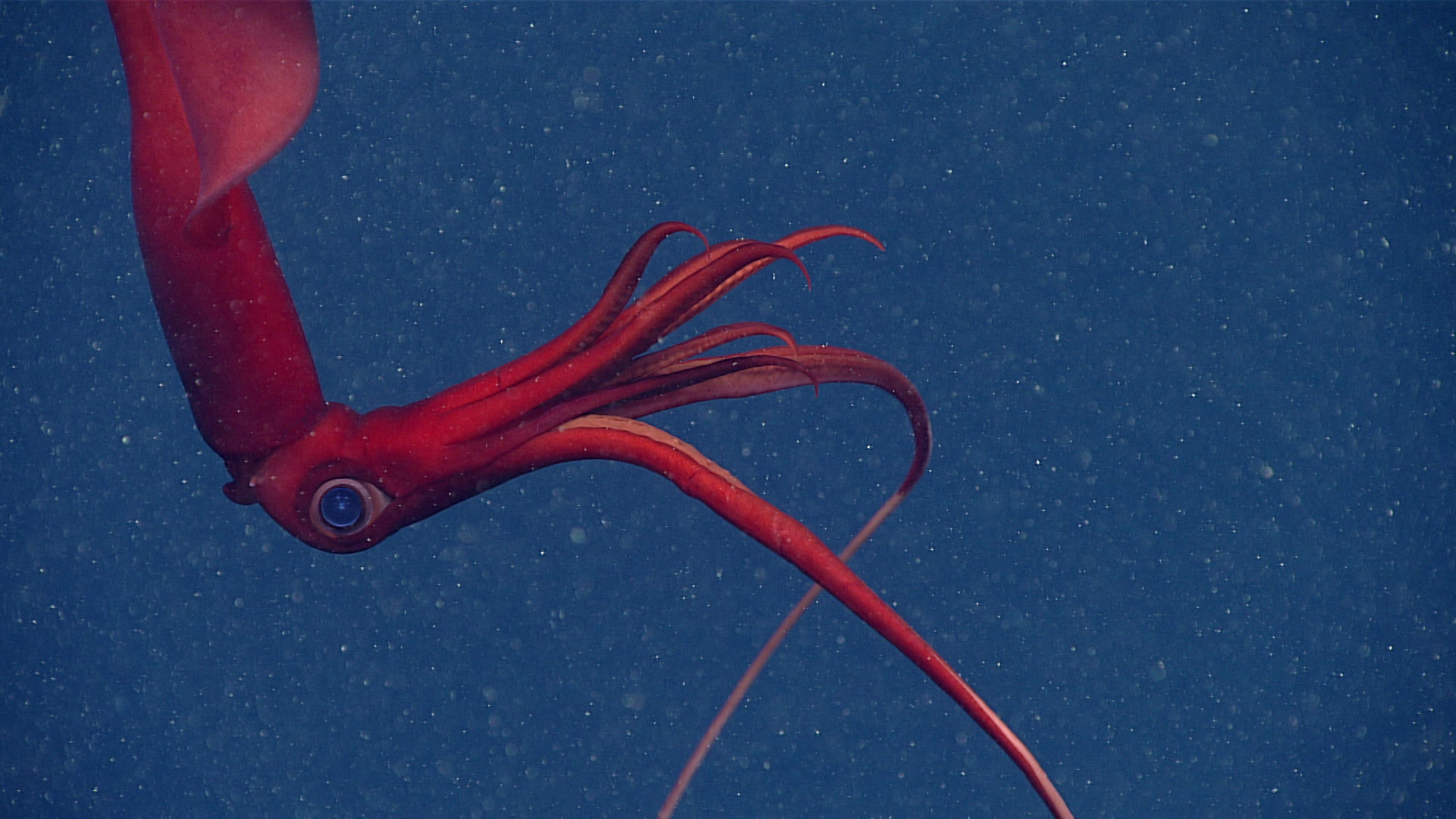 This magnificent, magical, and marvelous Magnoteuthis magna, a species of whiplash squid and the most common deep-ocean squid, was seen while exploring Kinlan Canyon off the coast of Rhode Island.