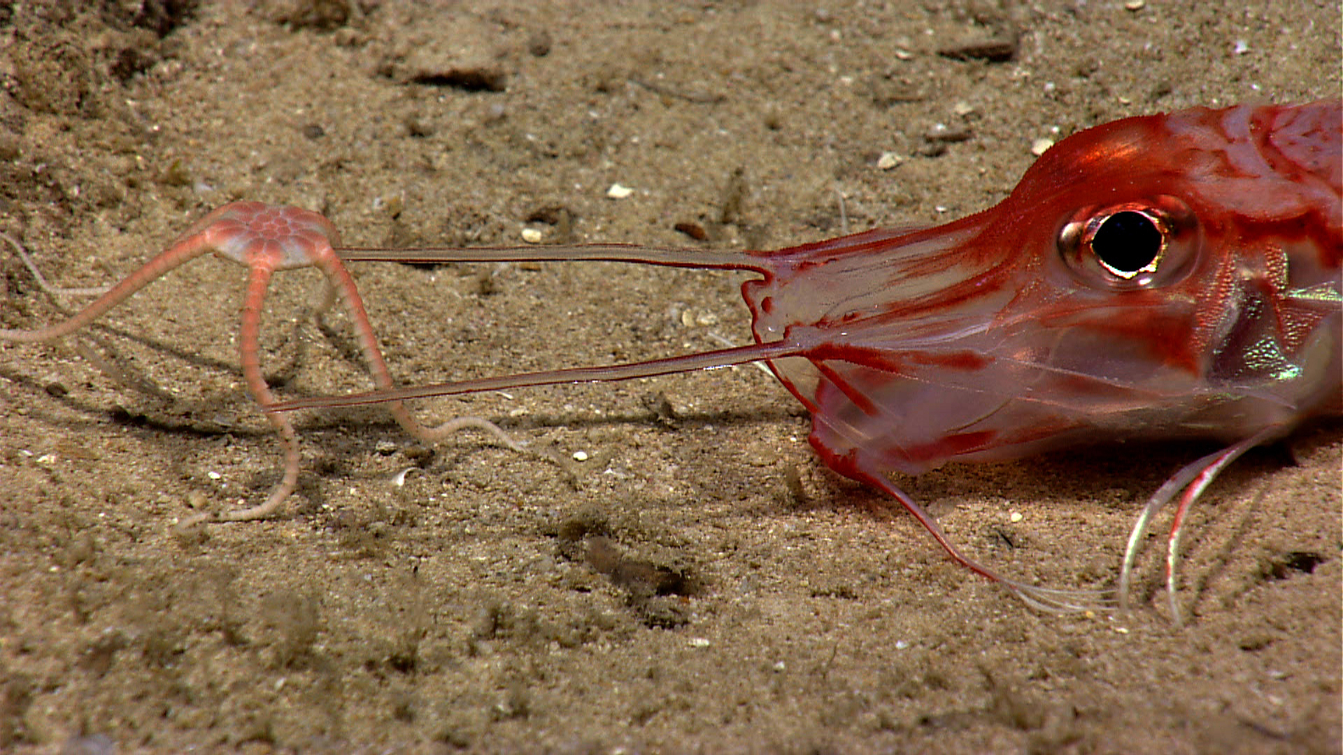 Seeing two deep-sea animals interacting with each other is rare. What is even rarer is when they behave the opposite of how we expect them to. During a dive off Puerto Rico, scientists observed this brittle star climb on top of the mouth of an armored searobin. They assumed that the fish would try to eat the brittle star, but as it turns out, the fish just wanted to dislodge the extra baggage.
