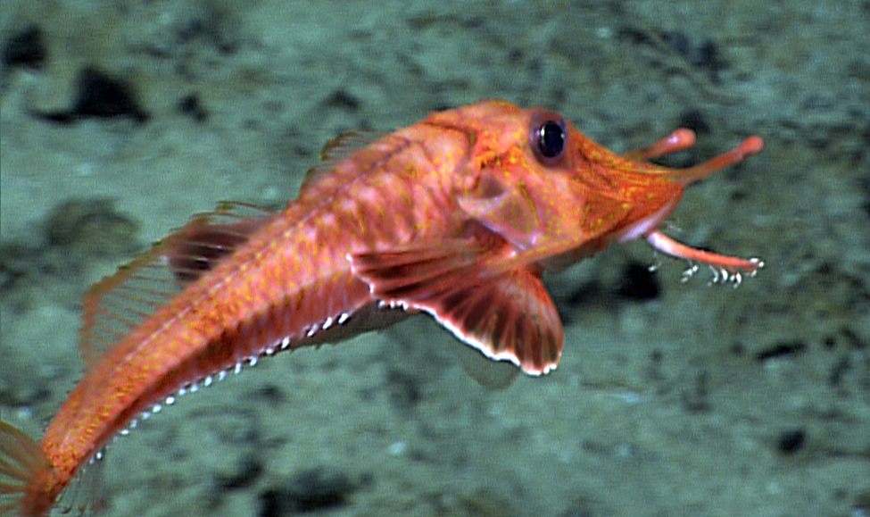 Although we most often see armored searobins using their modified fins to walk across the seafloor, sometimes we do catch them swimming. This one was seen during a dive off Keahole Point, several miles north of the Kona Coast of Hawaii.