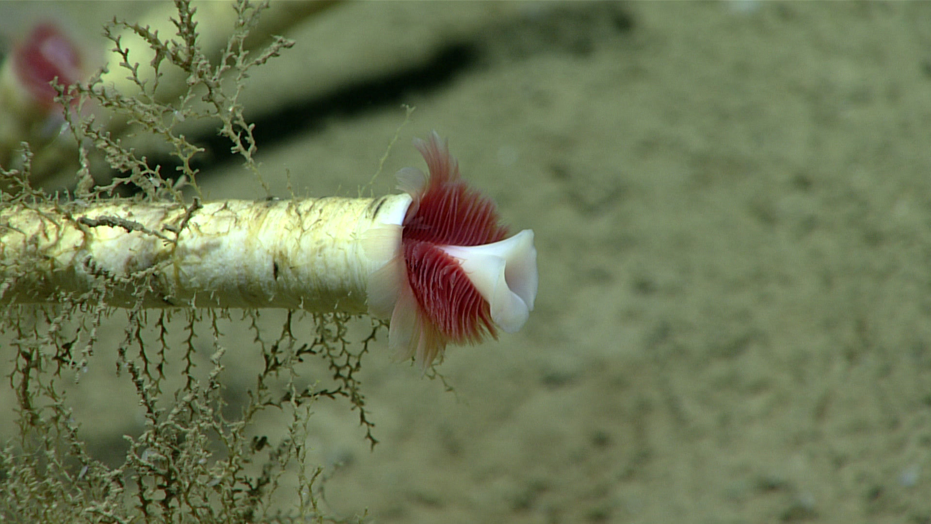 The anterior end of a chemosynthetic siboglinid tubeworm, Lamellibrachia sp., protrudes from its tube. The red 'feathers' are respiratory tentacles filled with hemoglobin-containing 'blood'. The white structure is called an obturaculum and functions as a trapdoor that protects the opening when the worm withdraws into its tube.