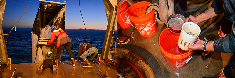 (Left) Each night, zooplankton perform the greatest migration on Earth as they travel higher in the water column to feed on even smaller phytoplankton. To collect samples of these organisms, researchers wait until dark to deploy zooplankton nets that are towed behind the boat. (Right) The Coordinated Simultaneous Physical-Biological Sampling Using ADCP-Equipped Ocean Gliders expedition team collects zooplankton specimens from nets that were towed at a depth of 120 meters (394 feet). These zooplankton samples will be analyzed under the microscope for species identification and length measurements and serve as ground truth for the acoustic data.