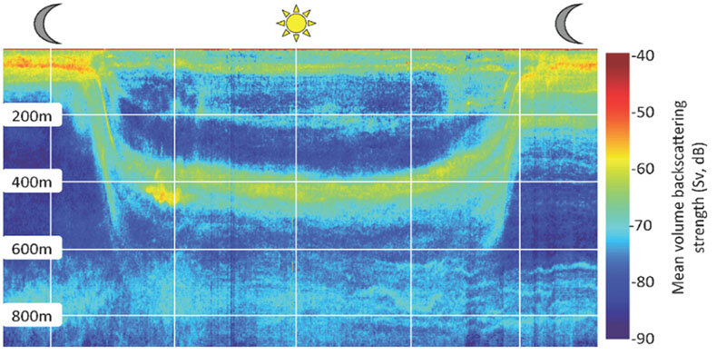 Echogram illustrating the ascending and descending phases of the diel migrations (warmer colors) through the water column. The downward and upward migration activity occurs during dawn and dusk periods. The color scale represents the strength of the sound that is reflected by the organisms in the water column from the ship-based sonar. Cooler colors show less sound reflected and warmer colors show more sound reflected, indicating the presence and density of animals.