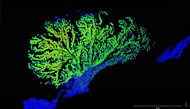 High-resolution 3D point cloud rendering of the scanned bubblegum coral.