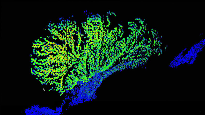 High-resolution 3D point cloud rendering of the scanned bubblegum coral.