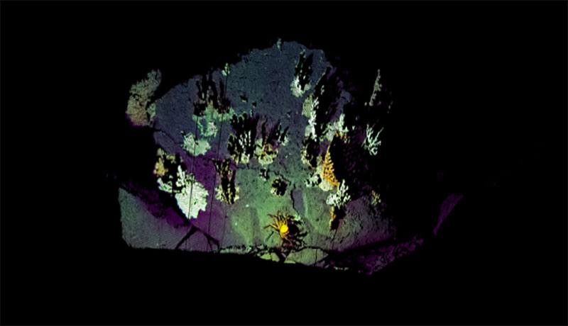 High-resolution point cloud of a rock with various bubblegum corals. The point cloud uses an image taken by the SeaVision® camera as source for the real colorization.