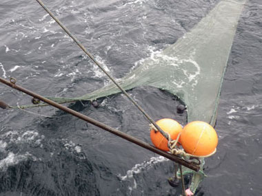 Trawls