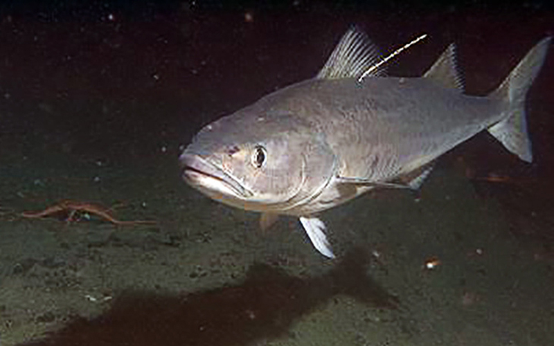Advanced Genetic Techniques Confirm Sablefish Are One Population Throughout Northern Range