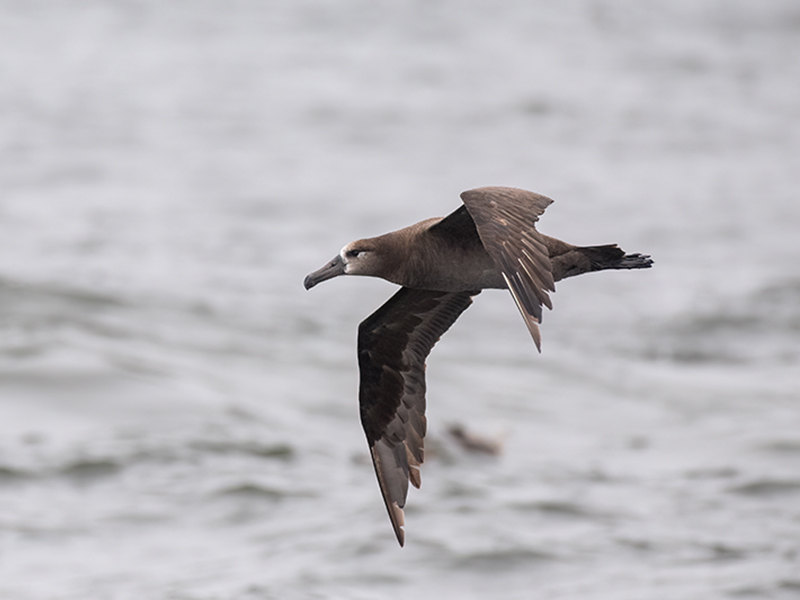 Scientists Develop Genetic Tools to Study Black-footed Albatross Bycatch