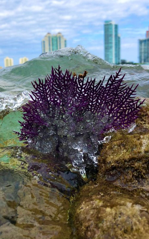 A purple-brown coral species emerges from the surface of the water with the skyline of Miami in the background.