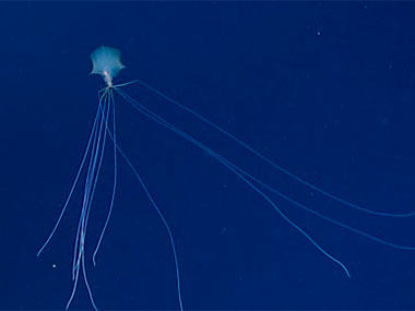 Multimedia: Video Gallery: NOAA Ocean Exploration