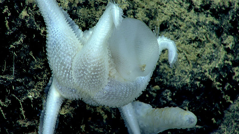This sea star (Pythonaster atlantidis), from a poorly understood and rarely seen genus of sea stars, was observed feeding on a glass sponge during the Gulf of Mexico 2018 expedition. This sea star (Pythonaster atlantidis), from a poorly understood and rarely seen genus of sea stars, was observed feeding on a glass sponge during the Gulf of Mexico 2018 expedition.