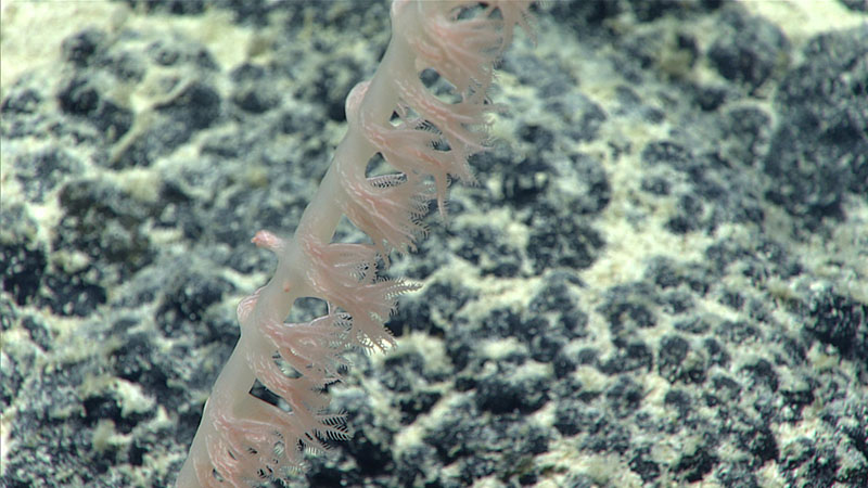 Rod-like sclerites are aligned in tracks running up the polyp body wall in a bamboo coral. Even smaller scale-shaped sclerites are packed into the tissue giving it an opaque appearance.
