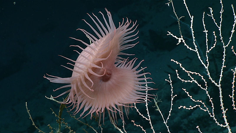 This beautiful Venus flytrap anemone was observed perched high on the branches of a bamboo coral at a depth of 2,766 meters (9,075 feet) during Dive 12 of the 2021 North Atlantic Stepping Stones expedition. This beautiful Venus flytrap anemone was observed perched high on the branches of a bamboo coral at a depth of 2,766 meters (9,075 feet) during Dive 12 of the 2021 North Atlantic Stepping Stones expedition.