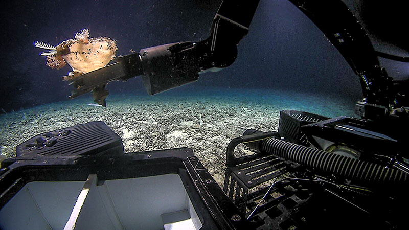 Pilots on board NOAA Ship Okeanos Explorer guide ROV Deep Discoverer&rsquo;s manipulator arms to grab a sample of a sponge (porifera) and its associates during Dive 01 of the 2019 Southeastern U.S. Deep-sea Exploration. 