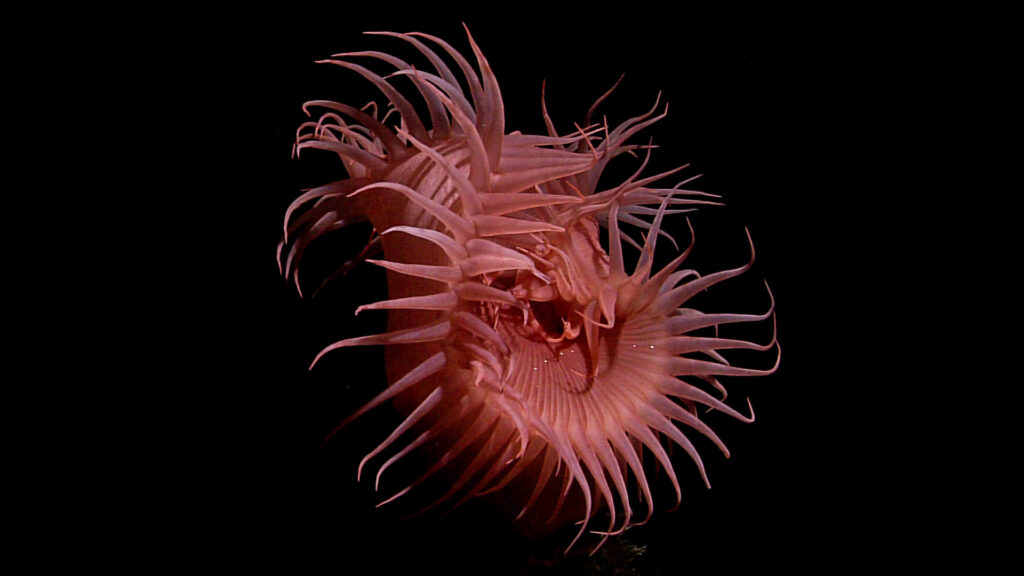 Pinkish red sea anemone with long tentacles on a black background.